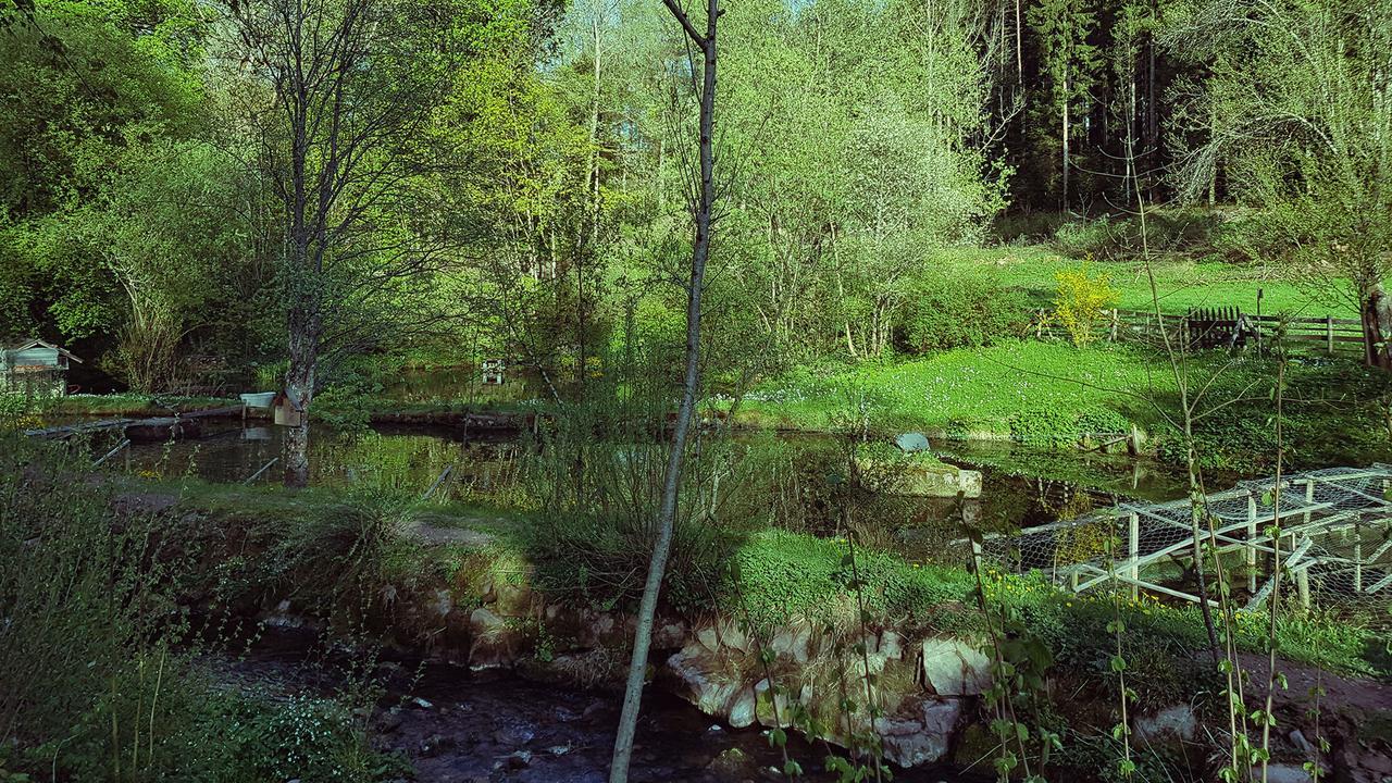 Gut Lauterbad Hotel Freudenstadt Exteriör bild